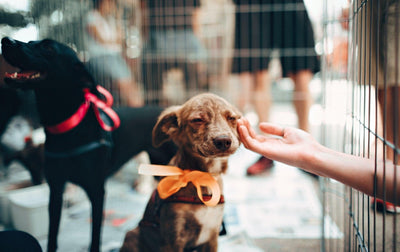 Quel chien choisir quand on a 70 ans ?