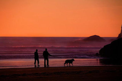 Quel chien prendre à 70 ans ? - One PETS-TOP