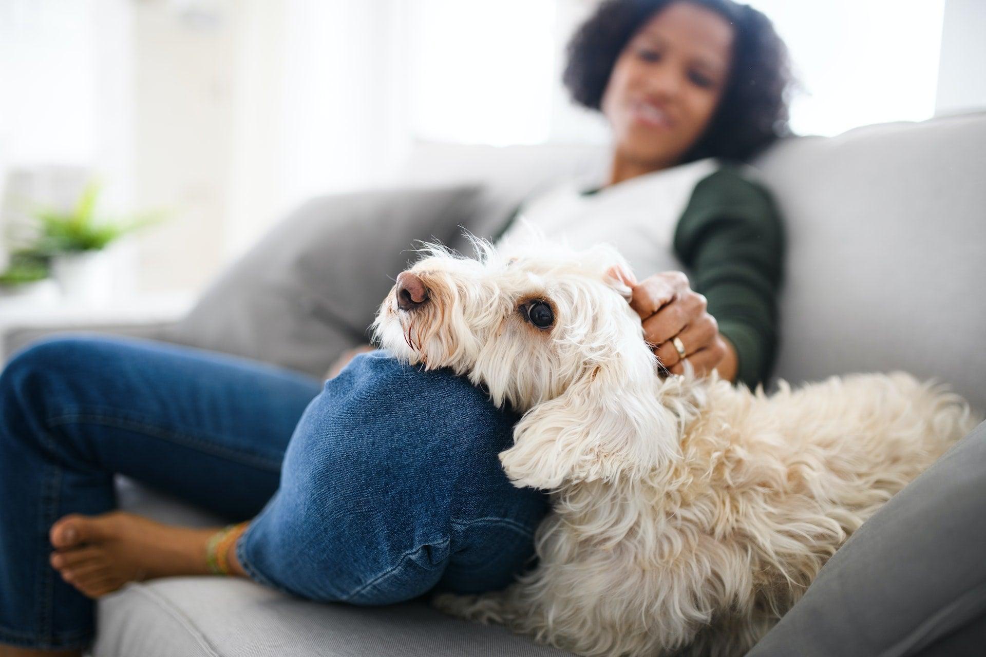 Quel est le meilleur panier pour chien ? - One PETS-TOP