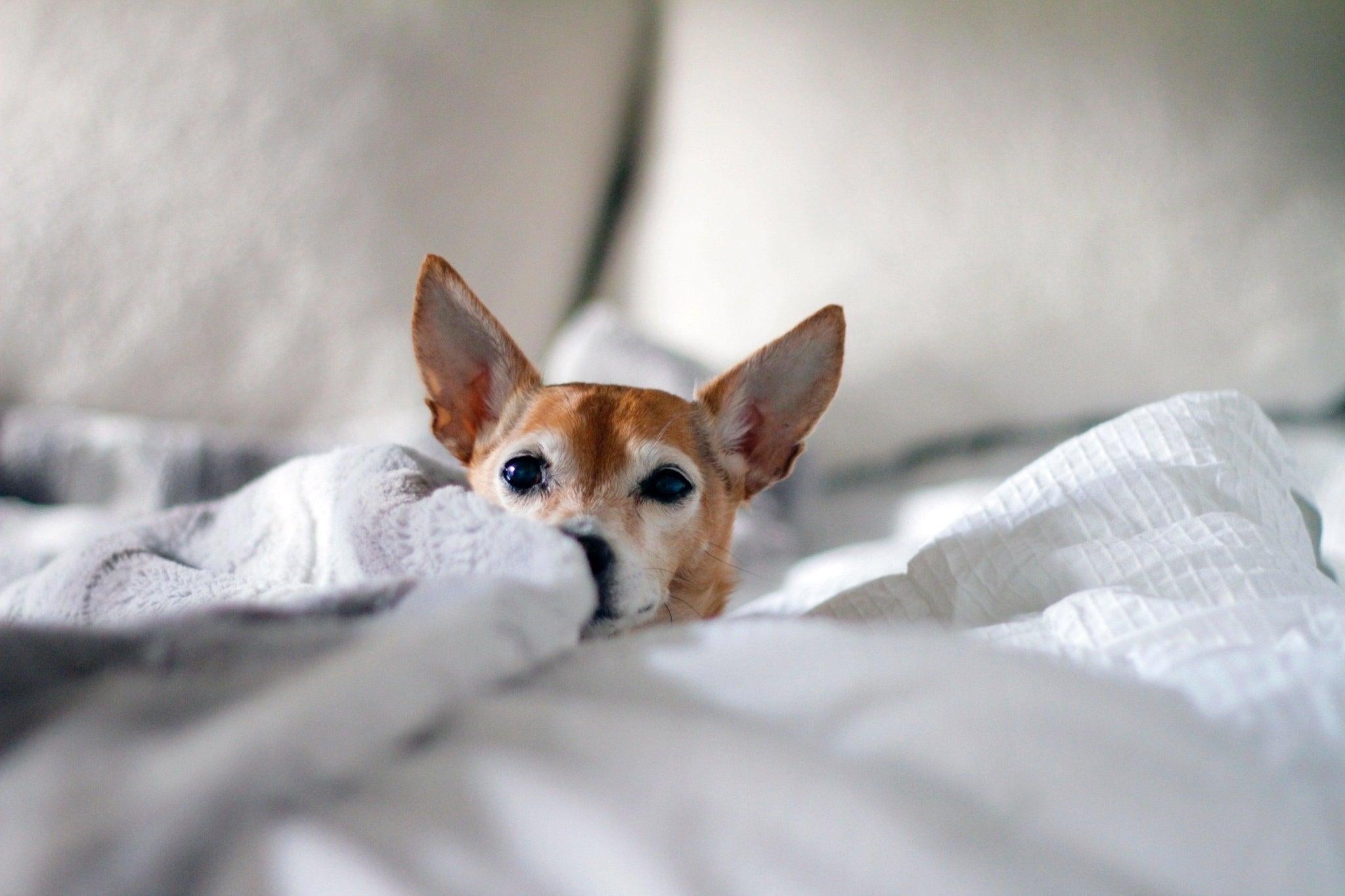 Quel panier choisir pour son chien ? - One PETS-TOP