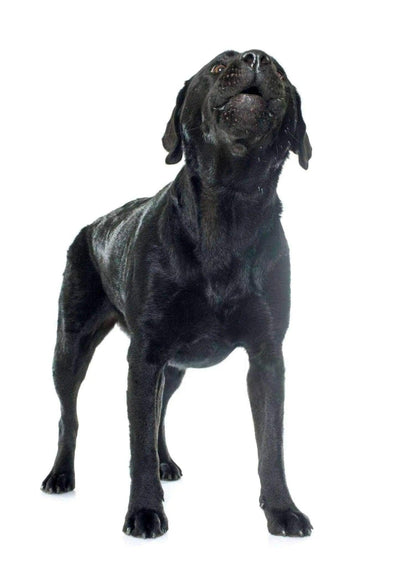 Quel système anti aboiement choisir ? - One PETS-TOP