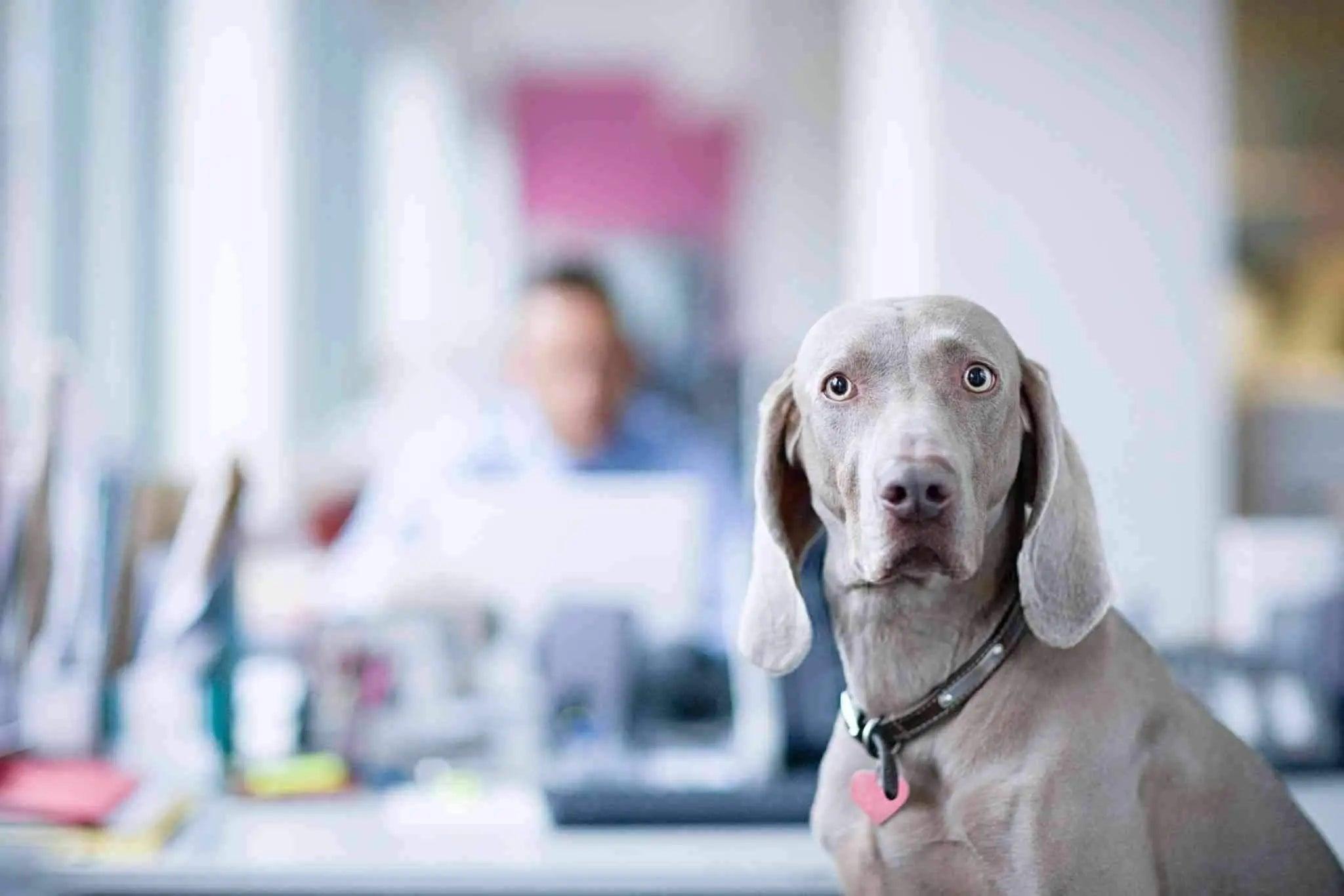 Quels collier anti-aboiement choisir ? - One PETS-TOP