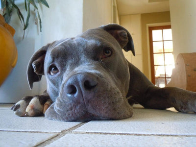 Quels sont les chiens les plus gentils ? - One PETS-TOP