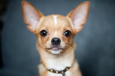 Quels sont les défauts d'un chihuahua ? - One PETS-TOP