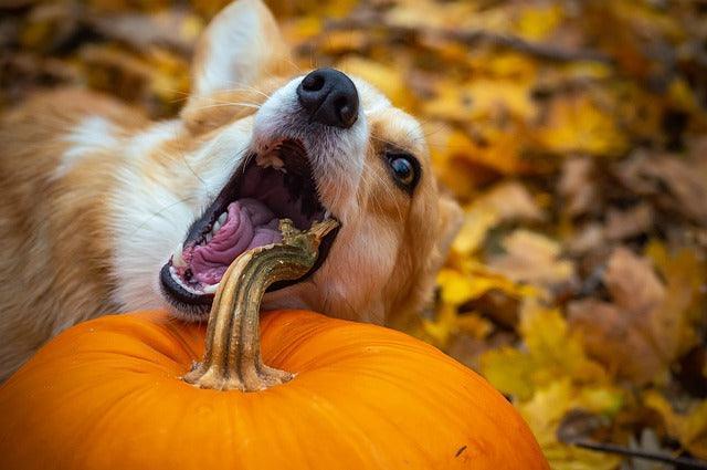 QU'EST-CE QU'UN CHIEN NE PEUT PAS MANGER ?