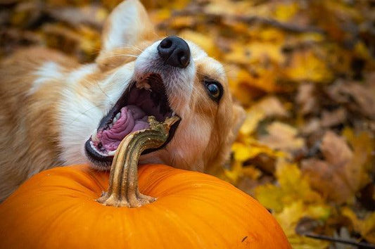 QU'EST-CE QU'UN CHIEN NE PEUT PAS MANGER ?