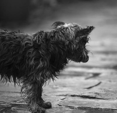 Race du chien Briard