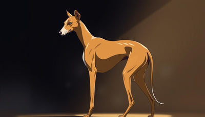 Saluki : Tout Savoir sur cette Race de Chien Élégante - One PETS-TOP