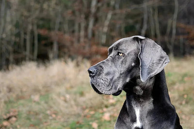 Soins à apporter à votre Grand Danois - One PETS-TOP