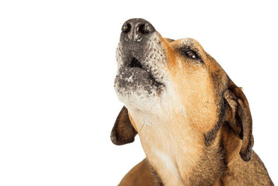 Statistiques Aboiements - One PETS-TOP