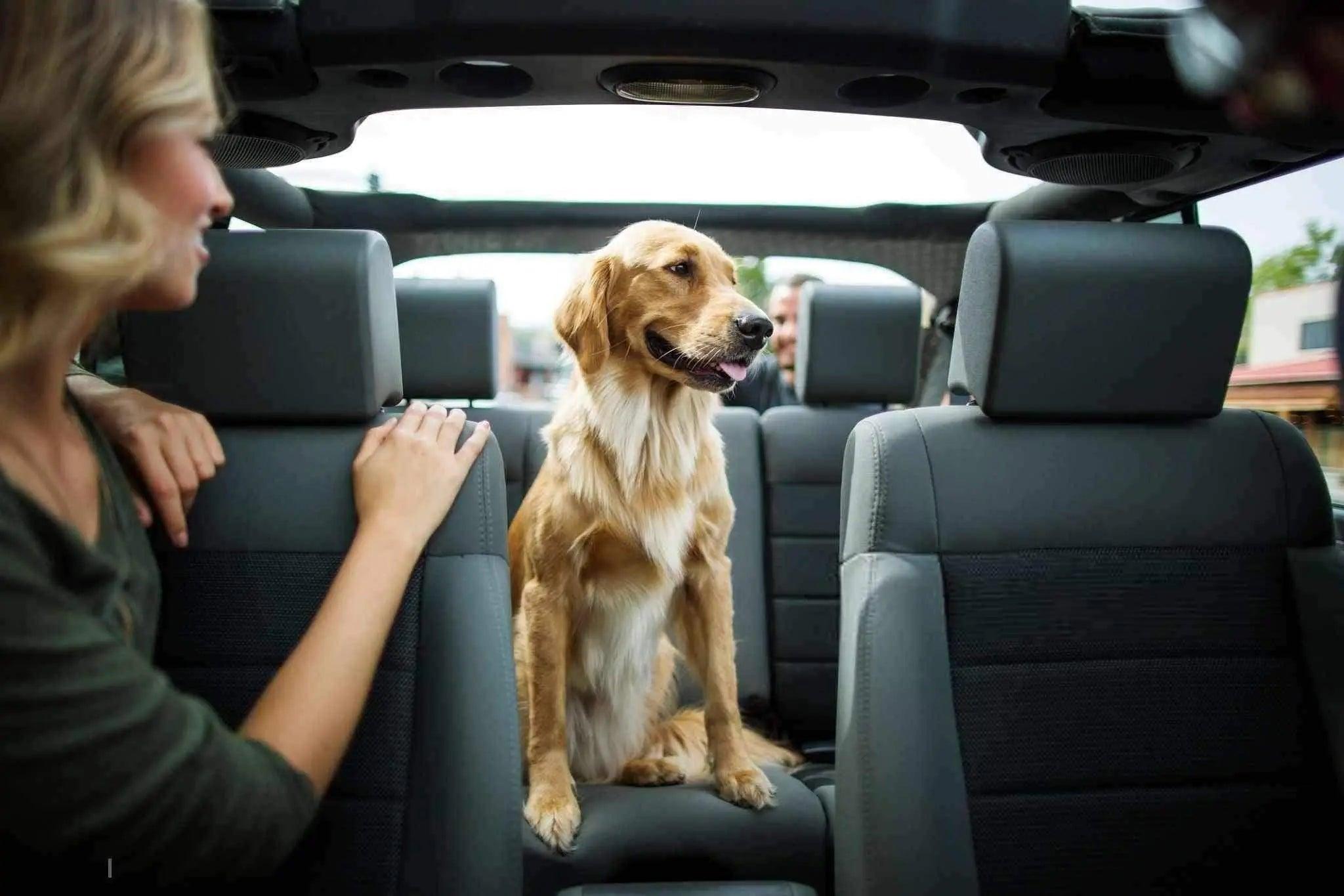 Transport, la sécurité aussi pour votre chien