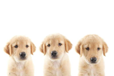 Trouver un nom de chien original ?