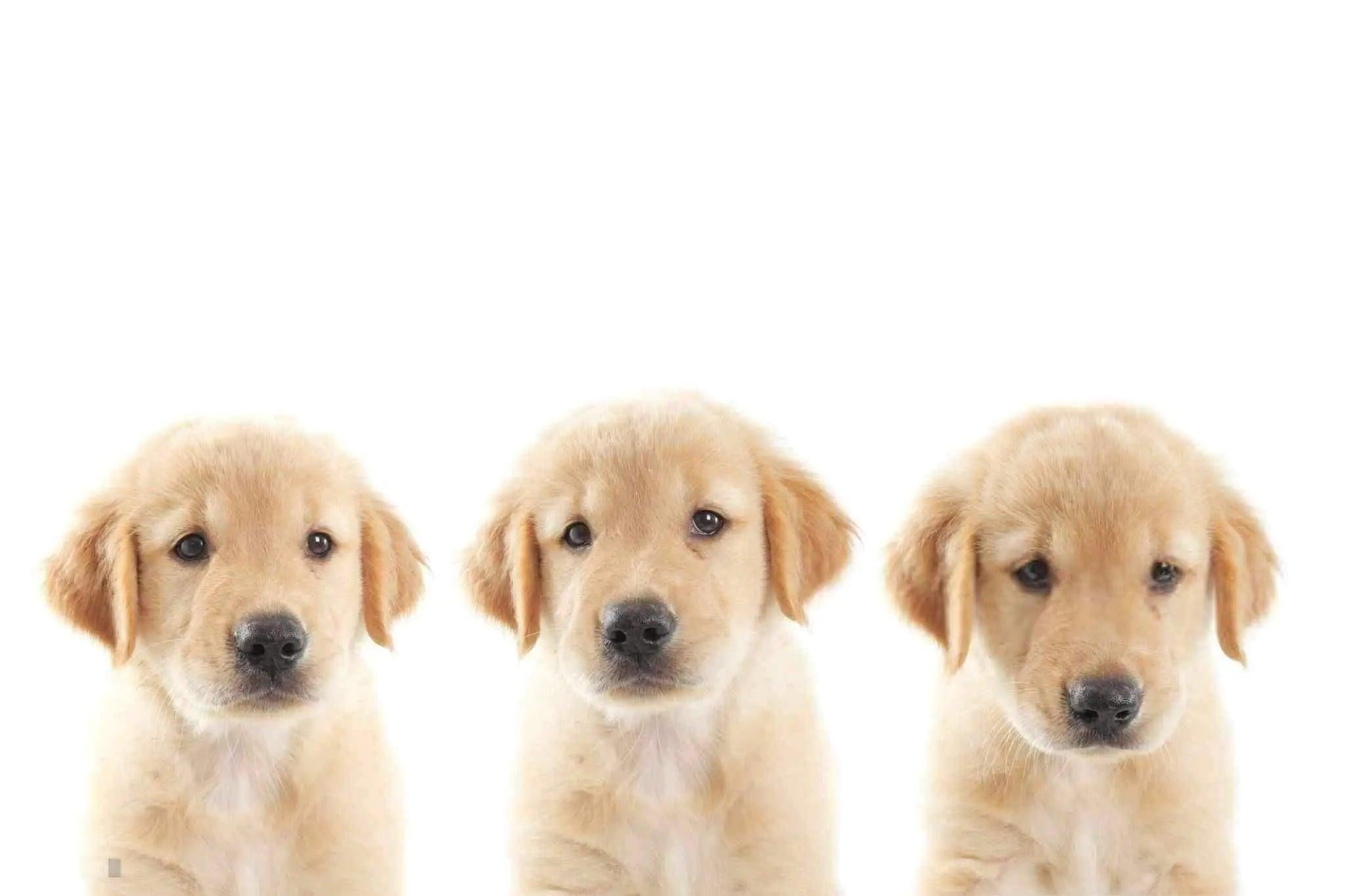 Trouver un nom de chien original ?