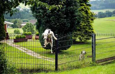 Votre chien est fugueur ? Astuce pour le retrouver rapidement ! - One PETS-TOP