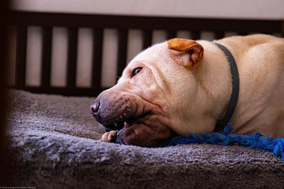 Votre Shar-Pei chinois est-il un croisé ou un pur-sang ? - One PETS-TOP