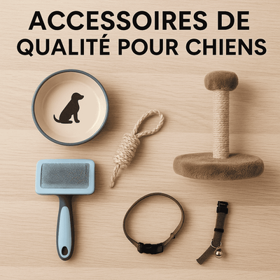 Accessoires et produits pour chiens – Confort, sécurité et complicité