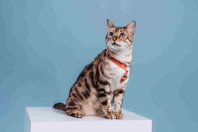 Produits essentiels pour chats – Confort, soin & bien-être
