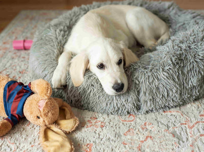 Paniers et coussins pour chiens – Confort et douceur assurés