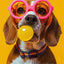 Affiche chien coloré Bubblegum – Samoyède, bouledogue, Corgi déco murale PawLuxe™