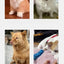 Rampe d’escalier lavable pour animaux – Mousse mémoire 2/3 marches