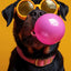 Affiche chien coloré Bubblegum – Samoyède, bouledogue, Corgi déco murale PawLuxe™