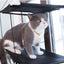 Hamac de fenêtre pour chat – Lit suspendu 2 étages avec ventouses