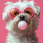 Affiche chien coloré Bubblegum – Samoyède, bouledogue, Corgi déco murale PawLuxe™