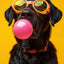 Affiche chien coloré Bubblegum – Samoyède, bouledogue, Corgi déco murale PawLuxe™