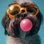 Affiche chien coloré Bubblegum – Samoyède, bouledogue, Corgi déco murale PawLuxe™