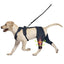 Genouillère chien avec support métal – Attelle ACL réglable, arthrite