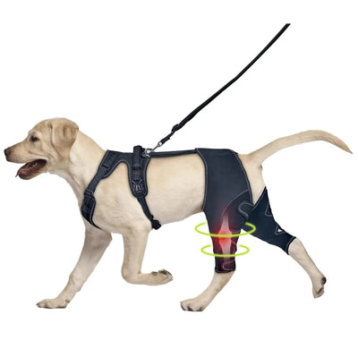 Genouillère chien avec support métal – Attelle ACL réglable, arthrite