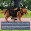 Harnais de soutien pour chien – Aide à la marche, rééducation & levage One PETS-TOP