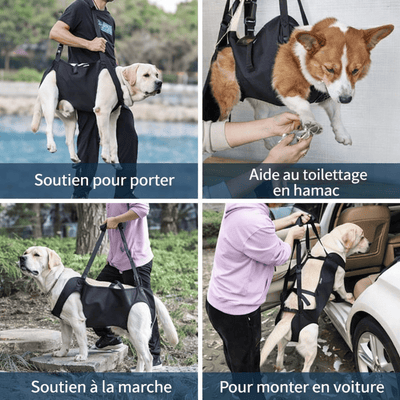 Harnais de soutien pour chien – Assistance mobilité & transport sécurisé - One PETS - TOP