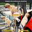 Harnais de levage réglable pour grands chiens – Support jambes arrière - One PETS-TOP – vue 12