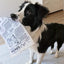 Jouet interactif pour chien – Imitation journal & cartes de poker - One PETS - TOP