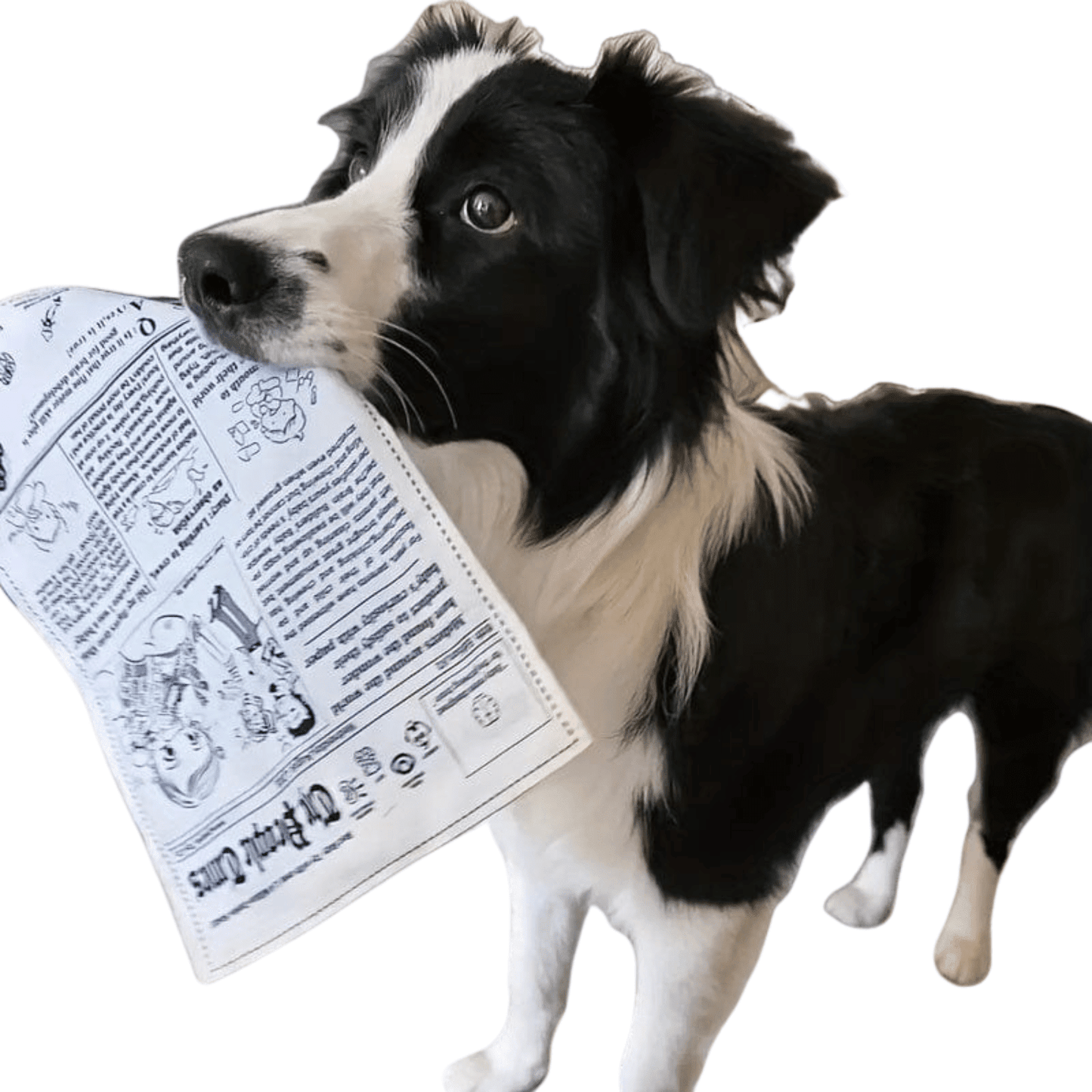 Jouet interactif pour chien – Imitation journal & cartes de poker - One PETS - TOP