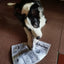 Jouet interactif pour chien – Imitation journal & cartes de poker One PETS-TOP