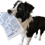 Jouet interactif pour chien – Imitation journal & cartes de poker One PETS-TOP