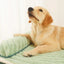 Le Luxueux Lit Xxl Pour Animaux De Compagnie 🐾 - One PETS - TOP