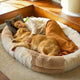 Lit pour chien XXL – 183x122 cm, ultra - confort & housse lavable - One PETS - TOP
