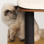 Arbre À Chat Haut, Noir - One PETS-TOP