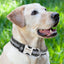 Collier Chien Chat Personnalisable Réfléchissant - One PETS-TOP