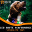Collier Led Chien Idled™ Rechargeable Lumineux Message Personnalise Ajustable Clignotant - One PETS-TOP