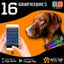 Collier Led Chien Idled™ Rechargeable Lumineux Message Personnalise Ajustable Clignotant - One PETS-TOP