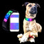 Collier Led Chien Idled™ Rechargeable Lumineux Message Personnalise Ajustable Clignotant - One PETS-TOP