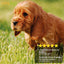 Couverture De Chien Rembourré, Brun, Avec Isolant Et Fond Antidérapant, Hydrofuge - Couverture Thermique, Matelas Pour Chien, Lit De Chien, Couverture Thermique, Taille: 70 Cm X 100 Cm - One PETS-TOP
