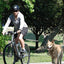 Poppy Pet Dog Bicycle Leash, Hands Free Bike Exerciser Lead Pour Chiens, Stabilité Contrôlée Cyclisme, Course Et Exercice De Marche Pour Vous Et Votre Chien, Noir, Pratique Et Utile - One PETS-TOP
