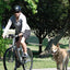 Poppy Pet Dog Bicycle Leash, Hands Free Bike Exerciser Lead Pour Chiens, Stabilité Contrôlée Cyclisme, Course Et Exercice De Marche Pour Vous Et Votre Chien, Noir, Pratique Et Utile - One PETS - TOP