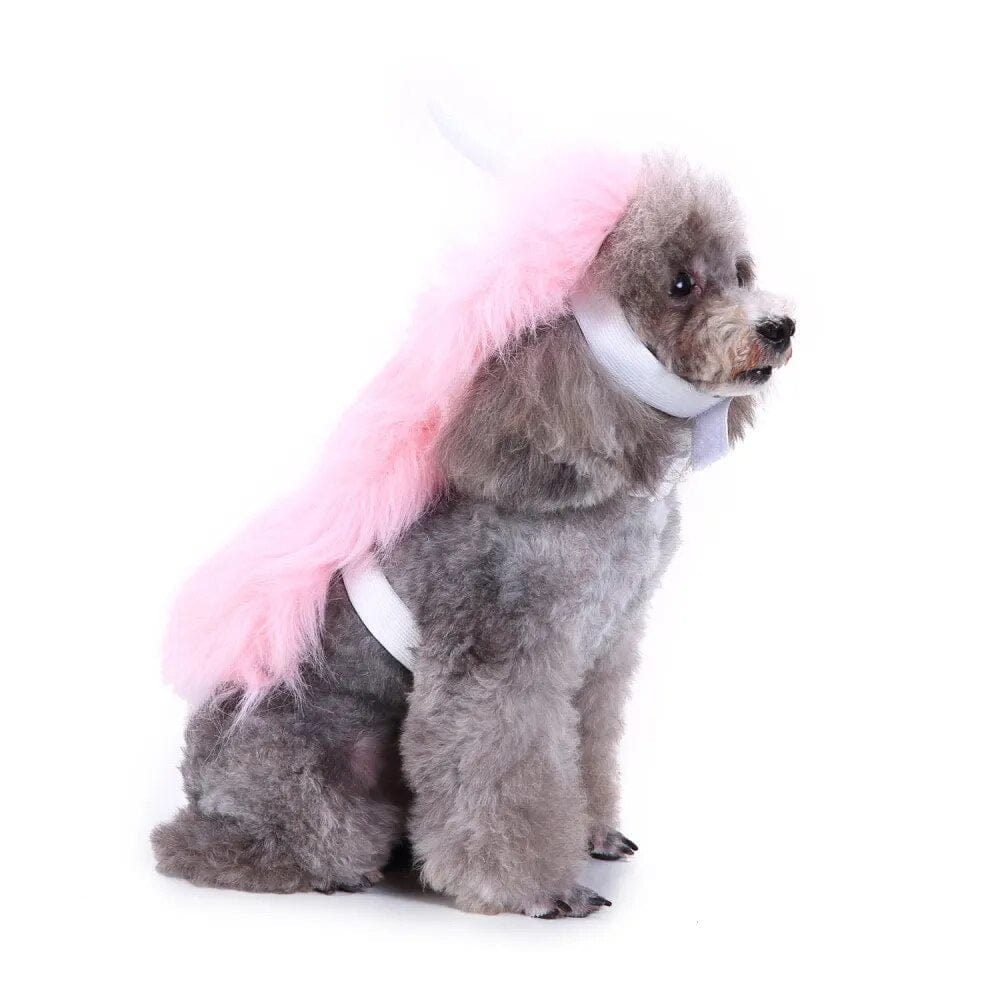 Costume Halloween Canin : Batsuit & Citrouille🎃 - One PETS - TOP