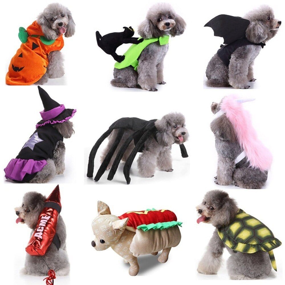 Costume Halloween Canin : Batsuit & Citrouille🎃 - One PETS - TOP